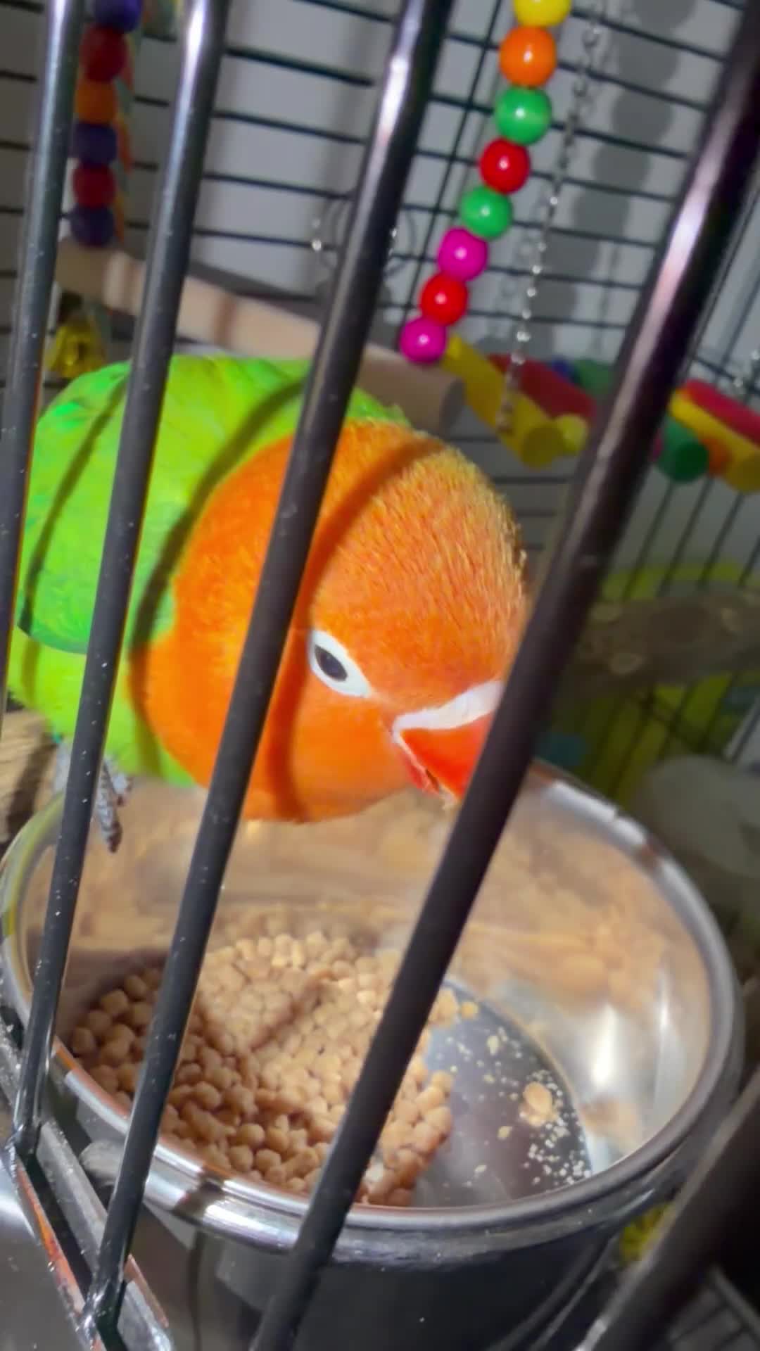 Lovebirds birds for sale: Baby orange and green lovebird  in Sheffield - Video 1