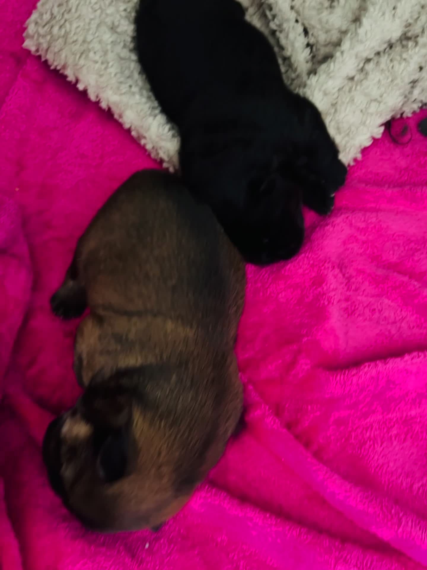 Chow Chow dogs for sale: Kc chow chow  - Video 1
