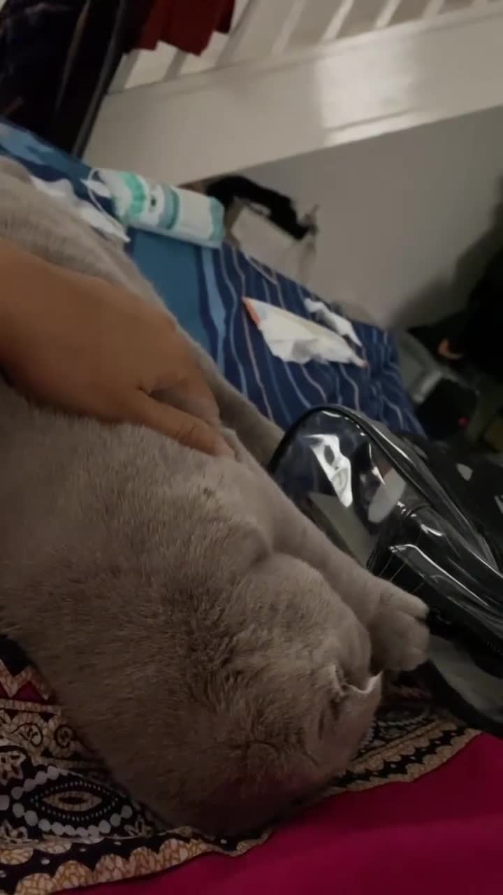 Scottish Fold cats for sale: Lily Scottish Fold  - Video 2