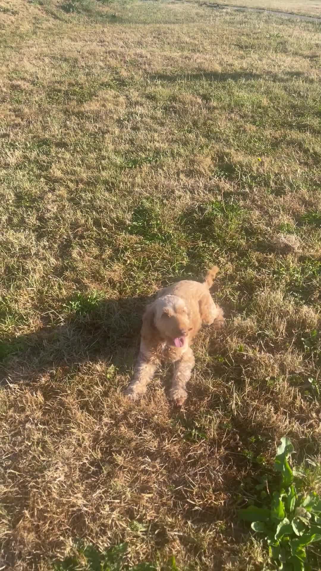 Cockapoo dogs for stud:  Teddy Gorgeous Apricot F1 Male Cockapoo for Stud - Video 1