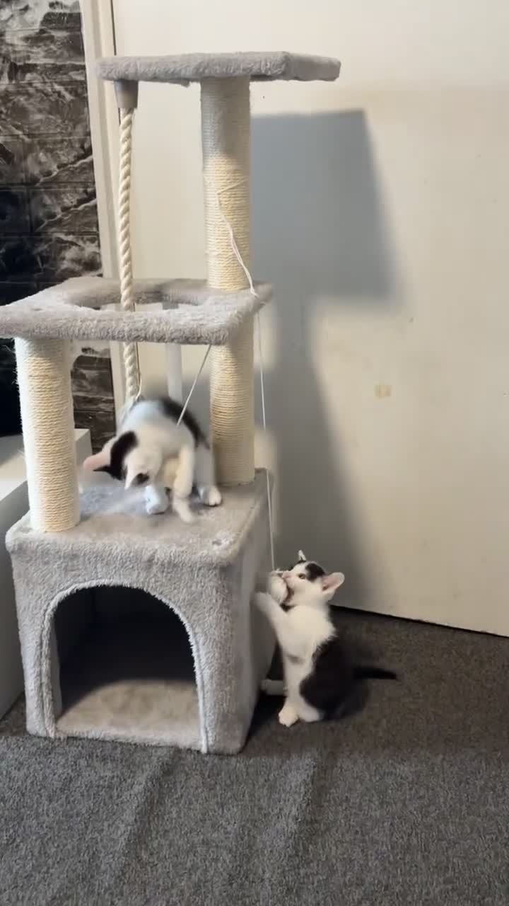 Mixed Breed cats for sale: Kitten £30 - Video 1