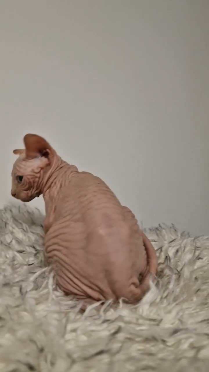 Sphynx cats for sale: Full pedigree sphynx kittens  - Video 2