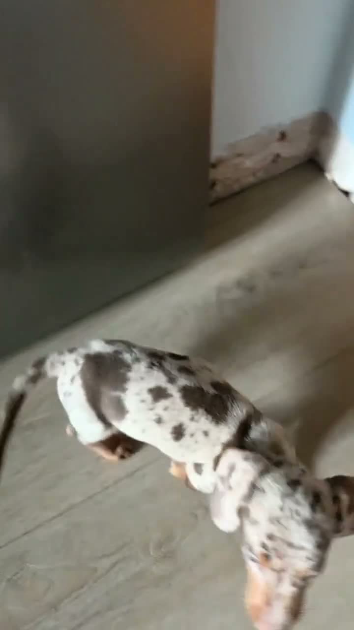 Miniature Dachshund dogs for sale: Mini dachshund choc dapple male in Saint Asaph - Video 1