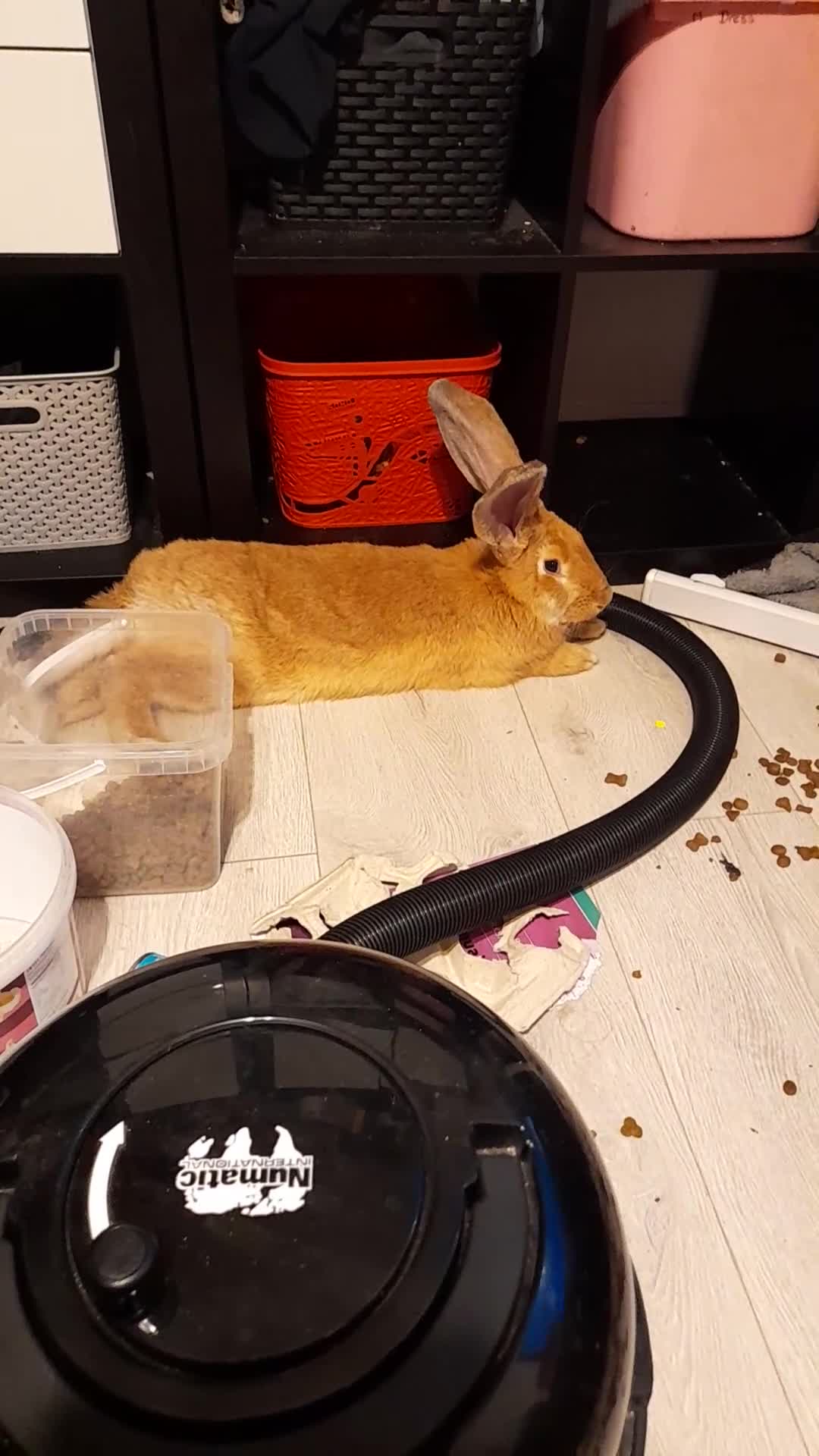 Continental Giant rabbits for sale: Continental rabbit     - Video 1