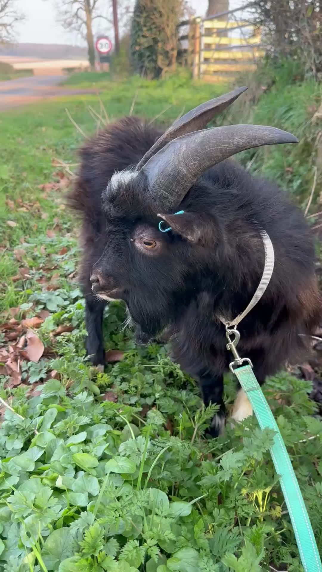 Goats livestock for sale: X2 nanny’s and x1 billy for sale in Brampton - Video 2