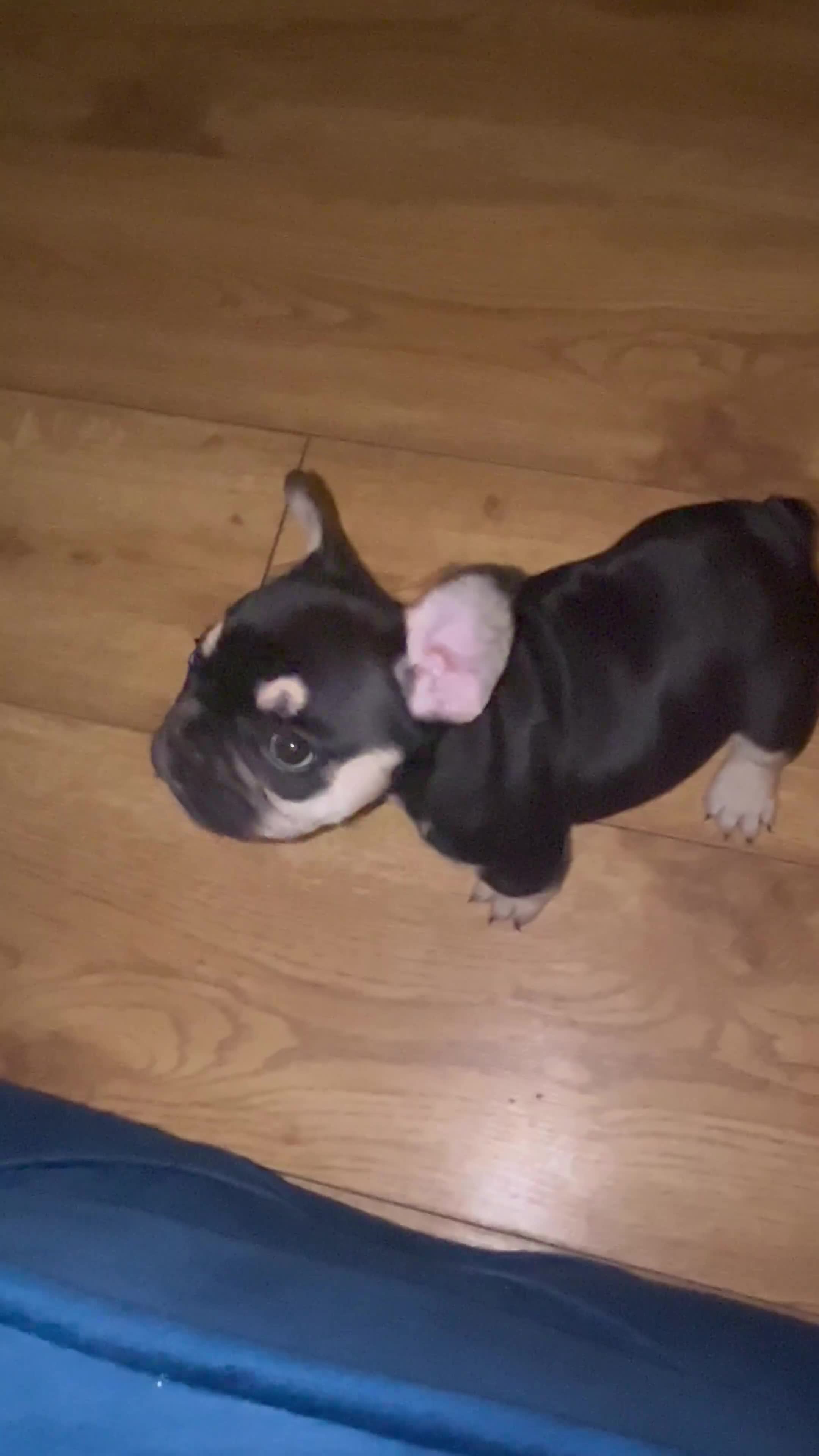 French Bulldog dogs for sale: 8 week old male French bulldog  - Video 1