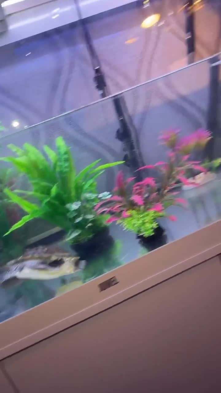 Terrapin reptiles for sale: 2x diamondback terrapins & juwel tank setup - Video 3