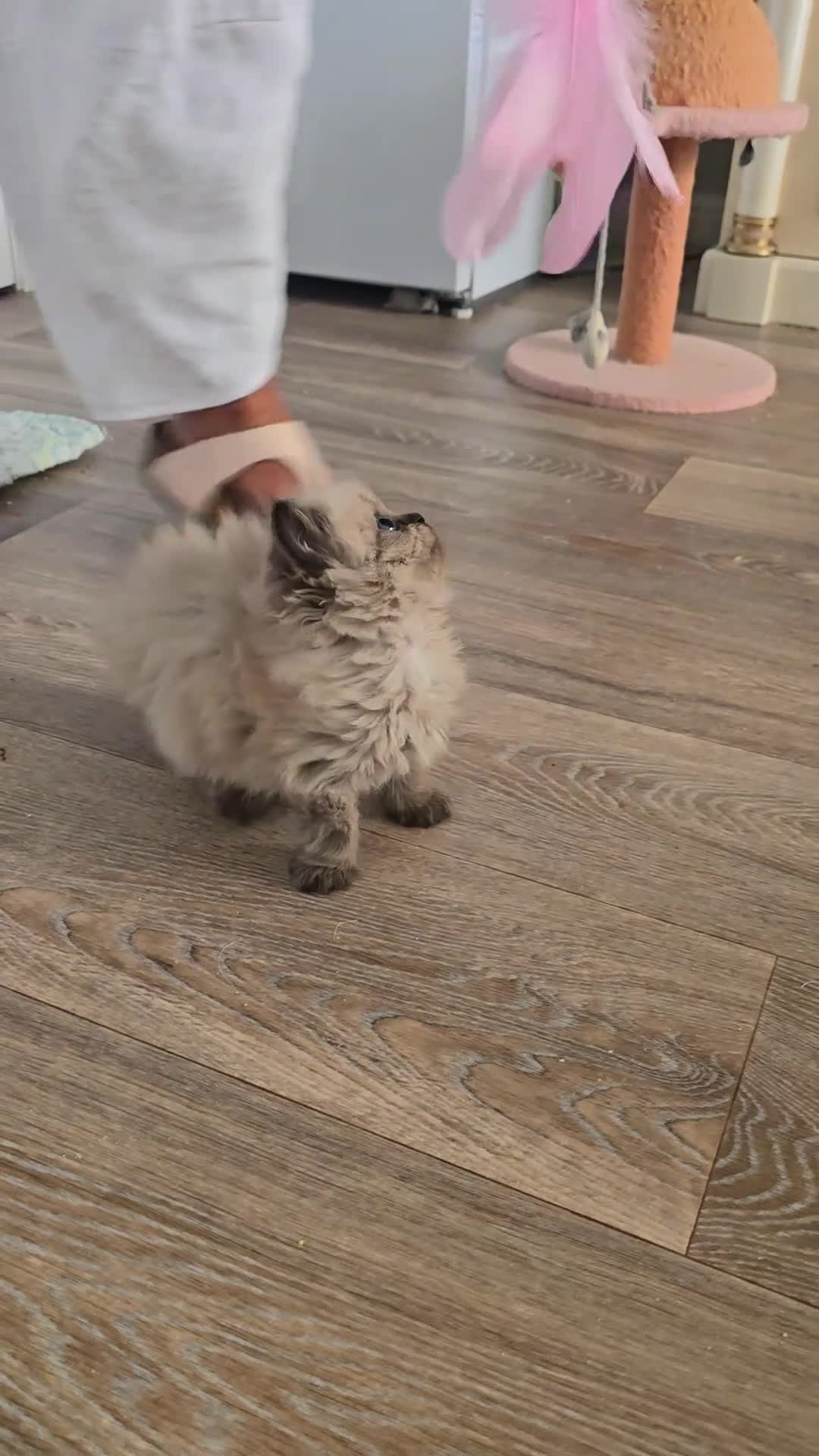 Himalayan cats for sale: Himilayan Minuets - Video 1
