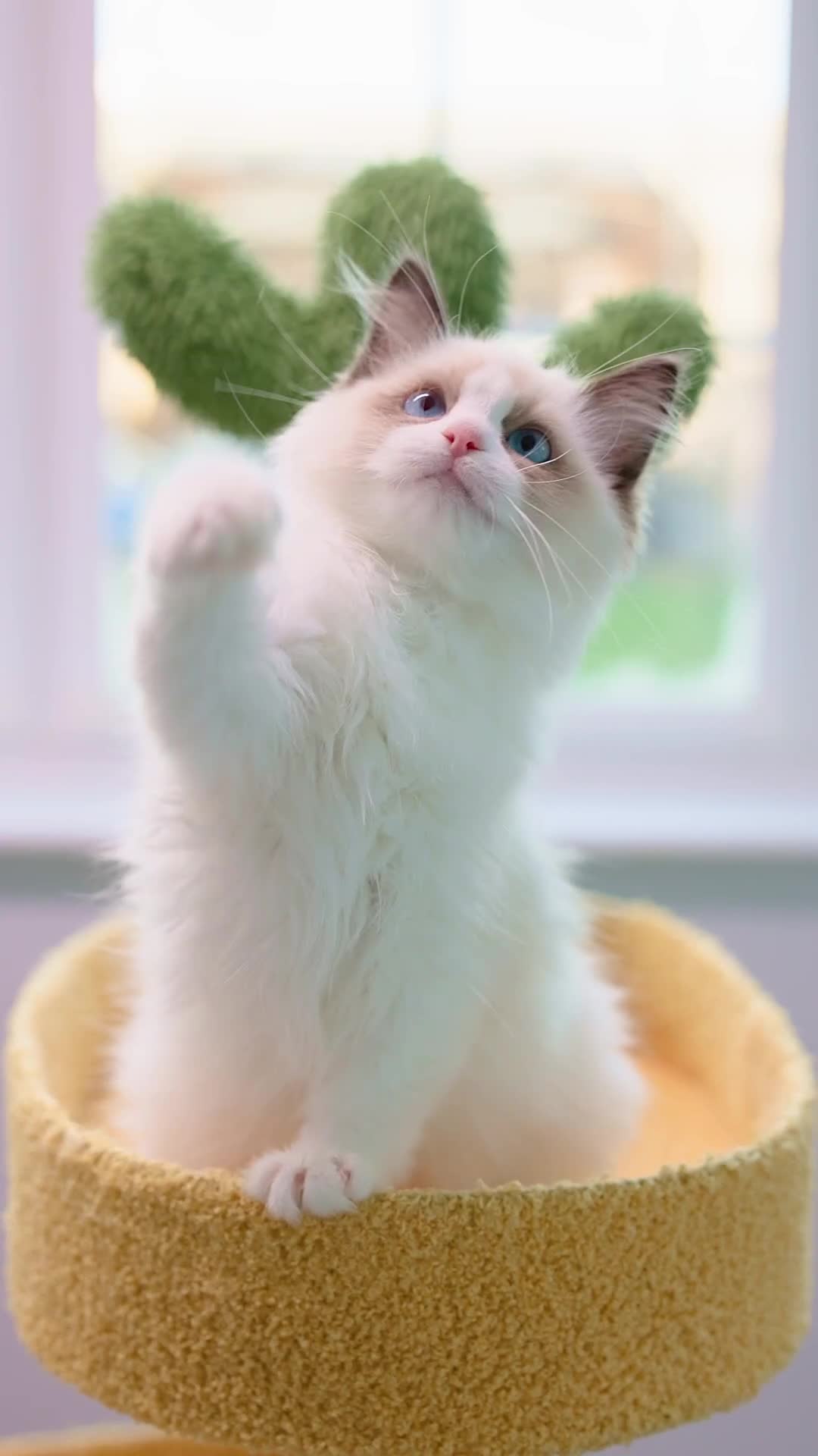 Ragdoll cats for sale: SHOW Ragdoll Bicolor Kitten Girl LSCH TICA ❤❤❤ - Video 1