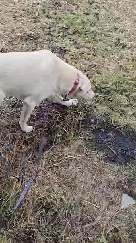 Mixed Breed dogs for adoption: 💙MOROZKO💙 9 MONTHS -WELL BEHAVED-VERY FRIENDLY in Ipswich - Video 1