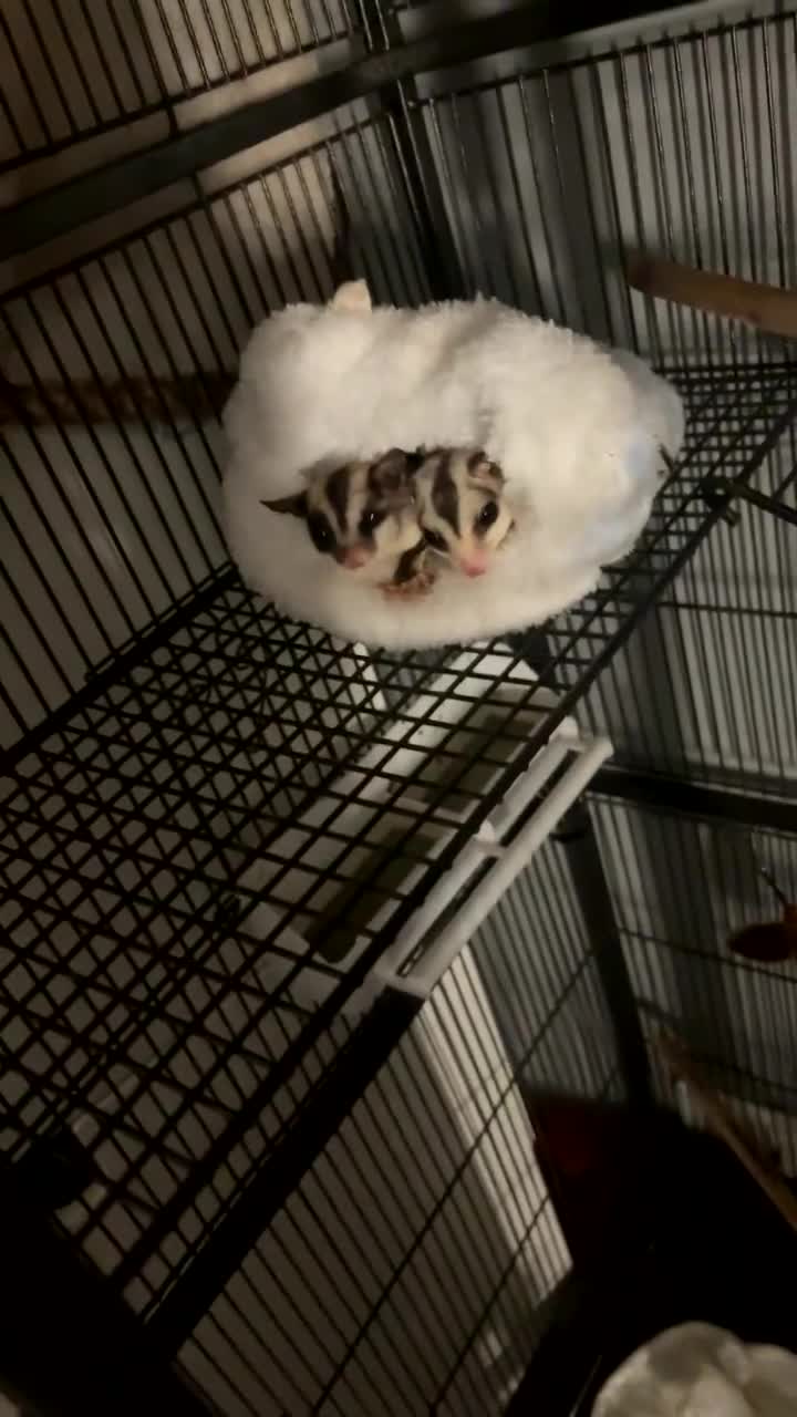 Sugar Glider rodents for sale: Here are my sugar gliders  - Video 2