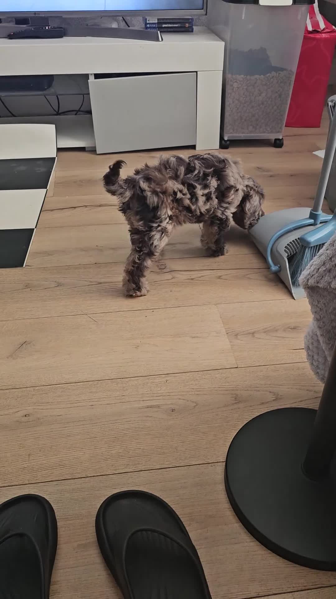 Cockapoo dogs for sale: Last 1 Stunning merle/choc cockapoos ready now - Video 1