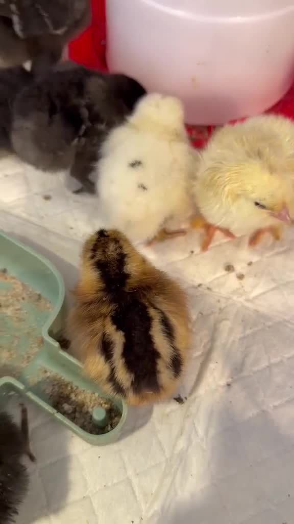 Chickens poultry for sale: 1 week to 4 weeks old chicks ,various breed  - Video 1