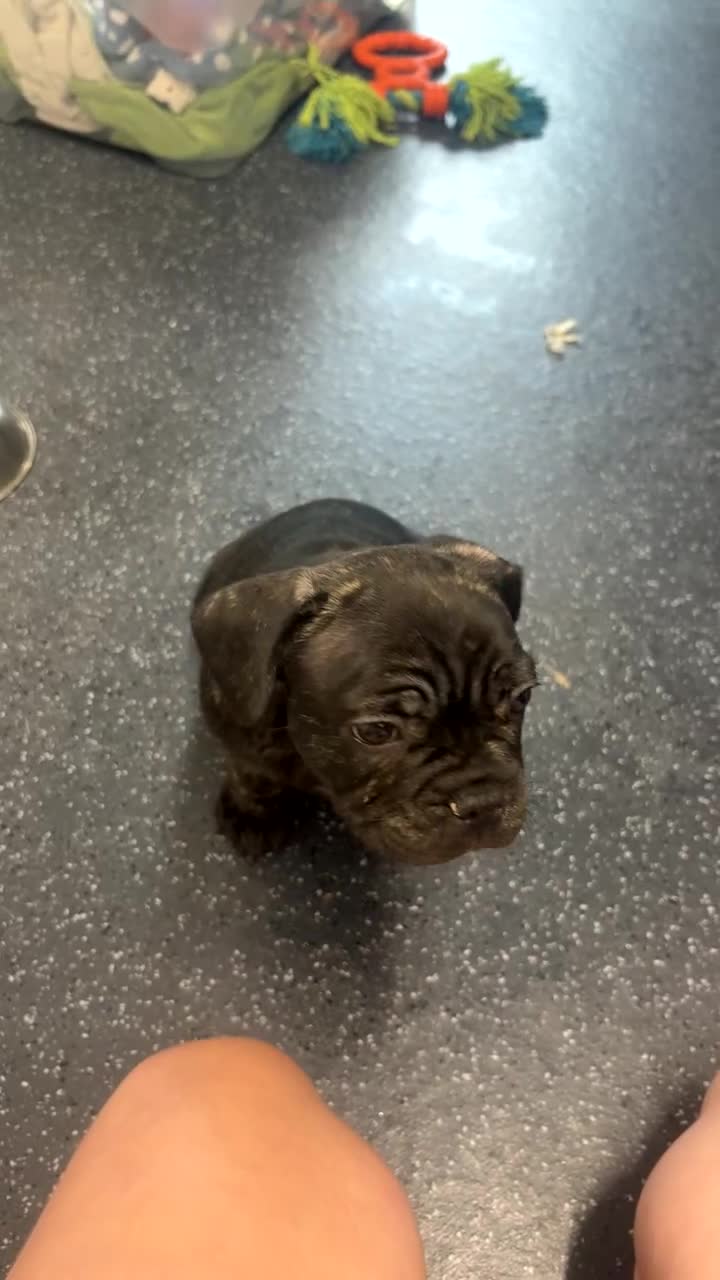 French Bulldog dogs for sale: Puppie for sale  - Video 1