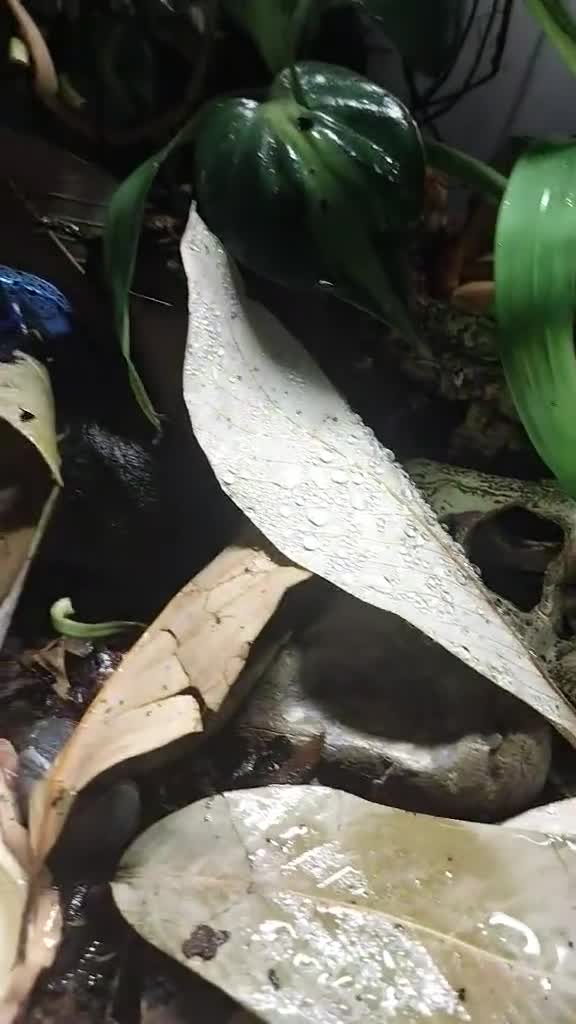 Gecko reptiles for sale: Mourning Gecko hatchlings. - Video 5