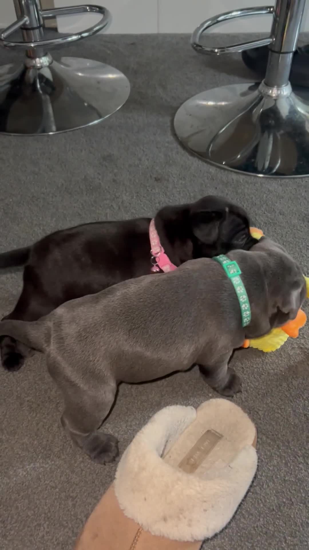 Staffordshire Bull Terrier dogs for sale: Puppies  - Video 1