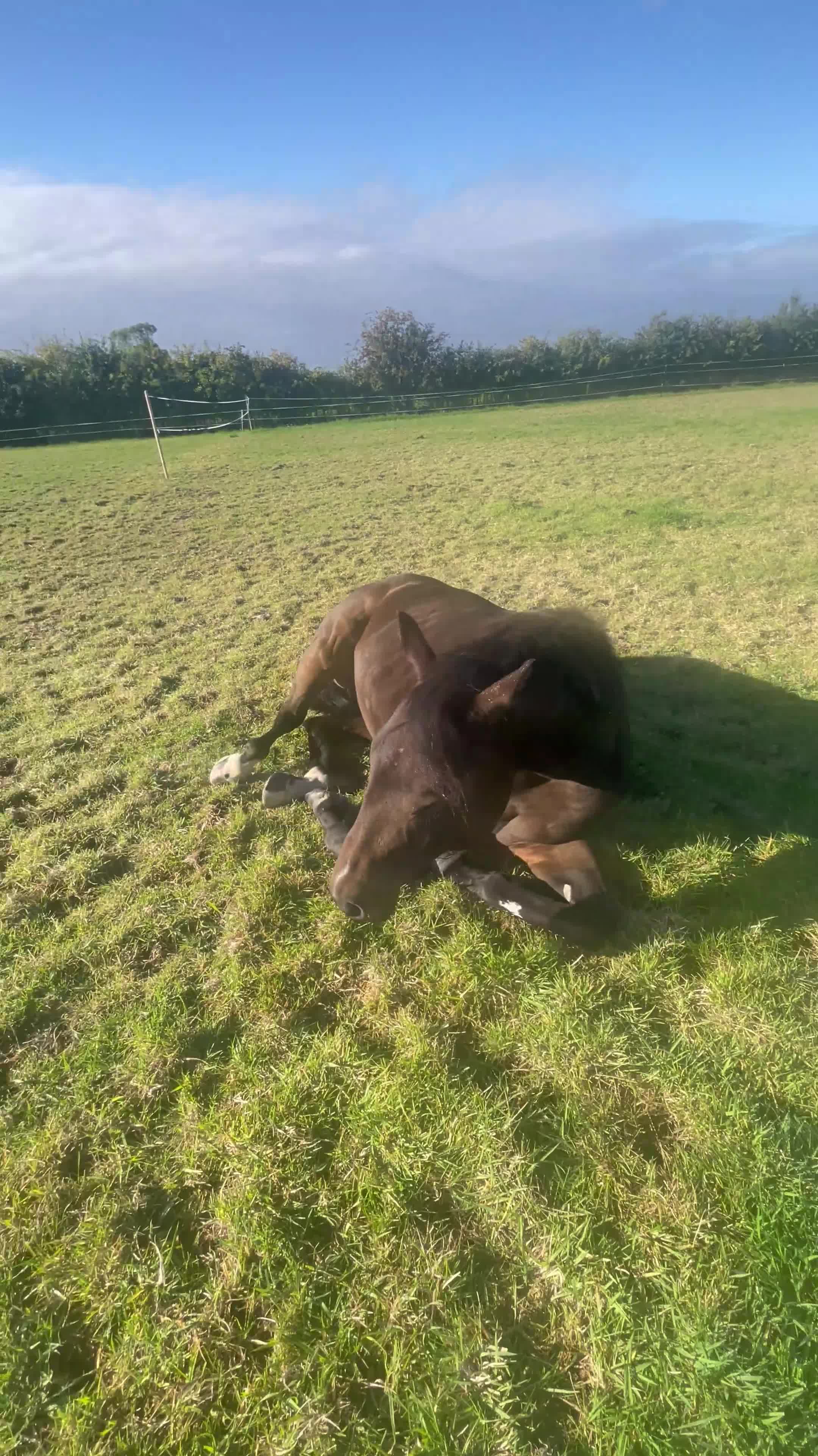 English Thoroughbred horses for sale: Sante  - Video 4