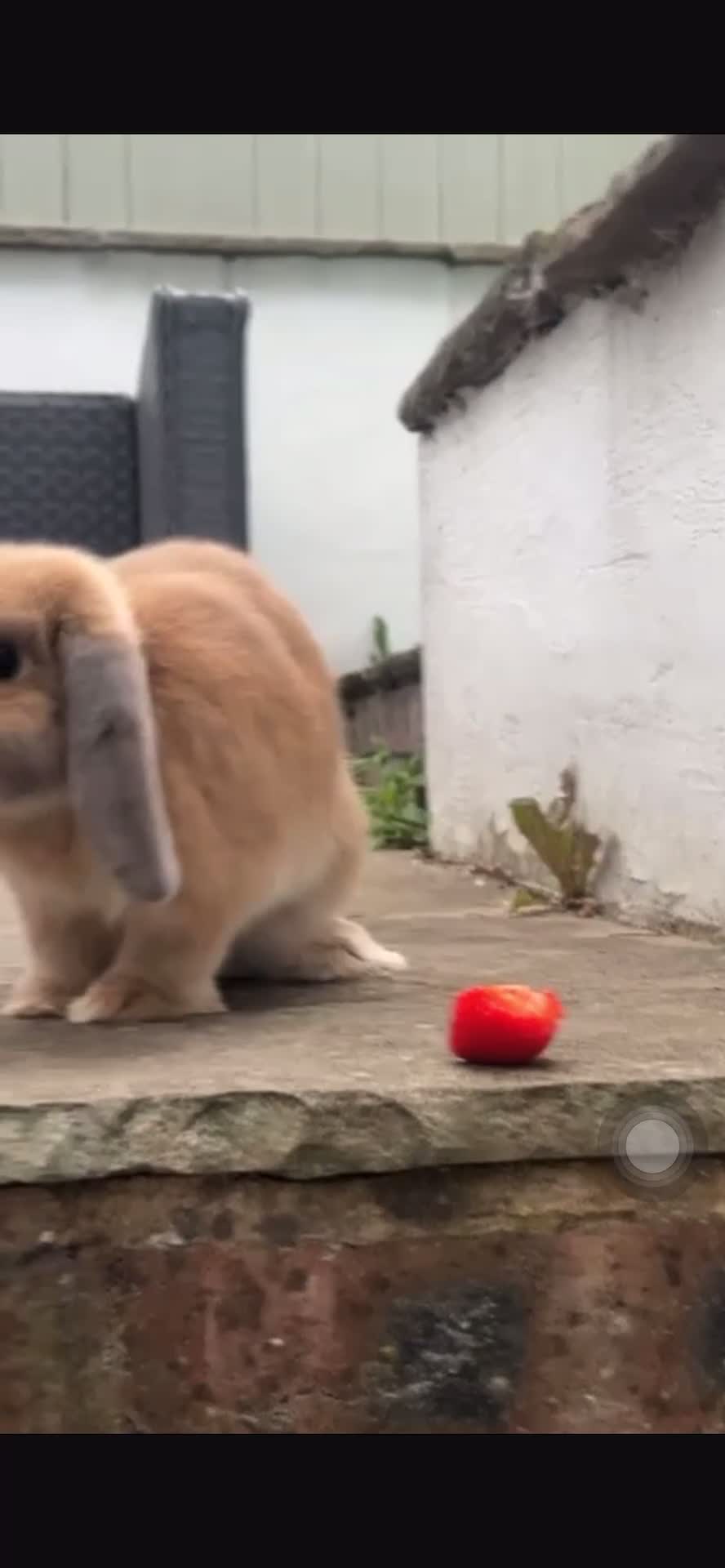 Mini Lop rabbits for sale: Mini lop - Video 1