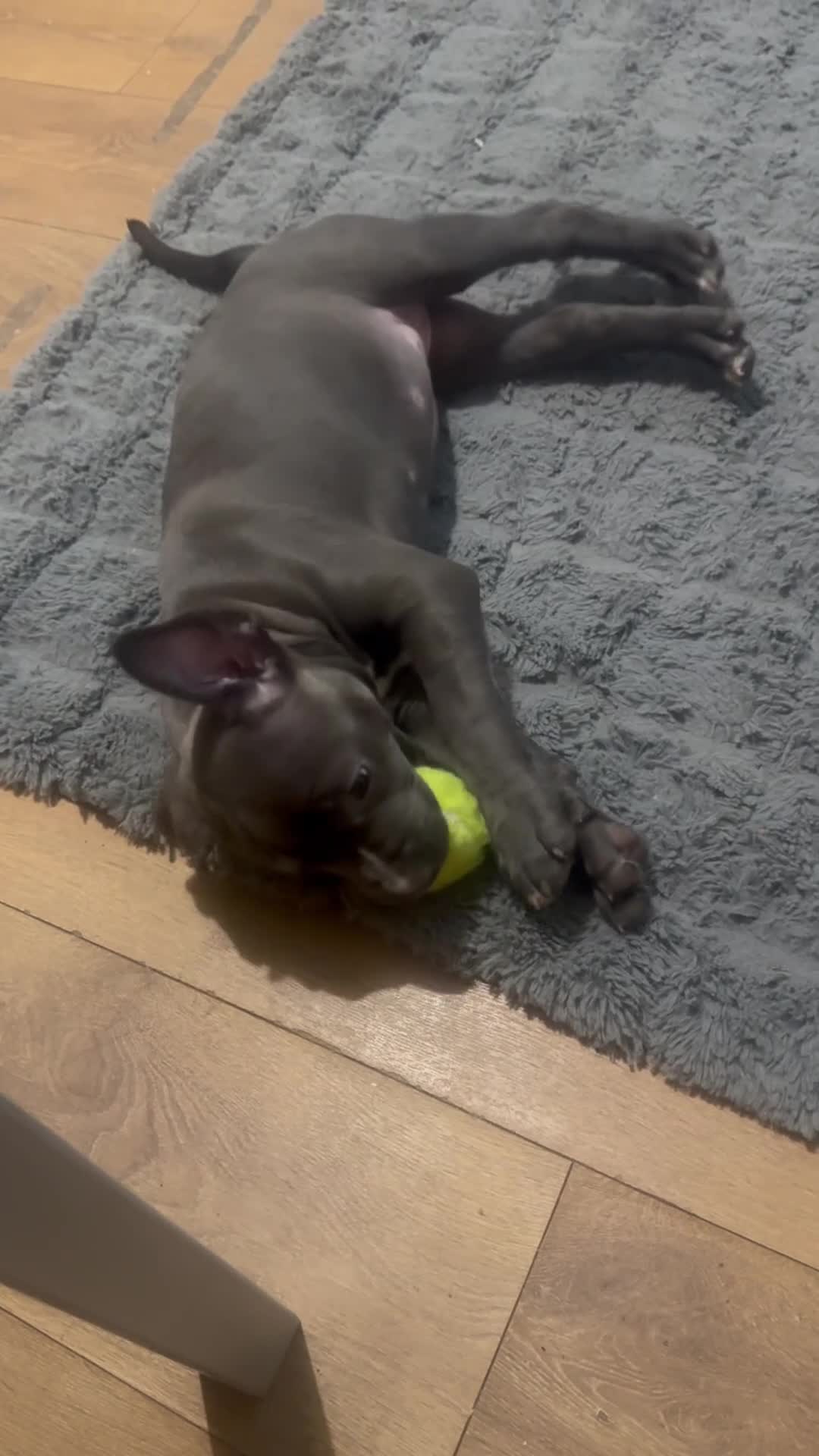 Mixed Breed dogs for sale: Staffordshire Bull Terrier BLUE - Video 1