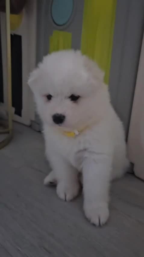 Samoyed dogs for sale: Beautiful Samoyed Puppies! ✨* - Video 2