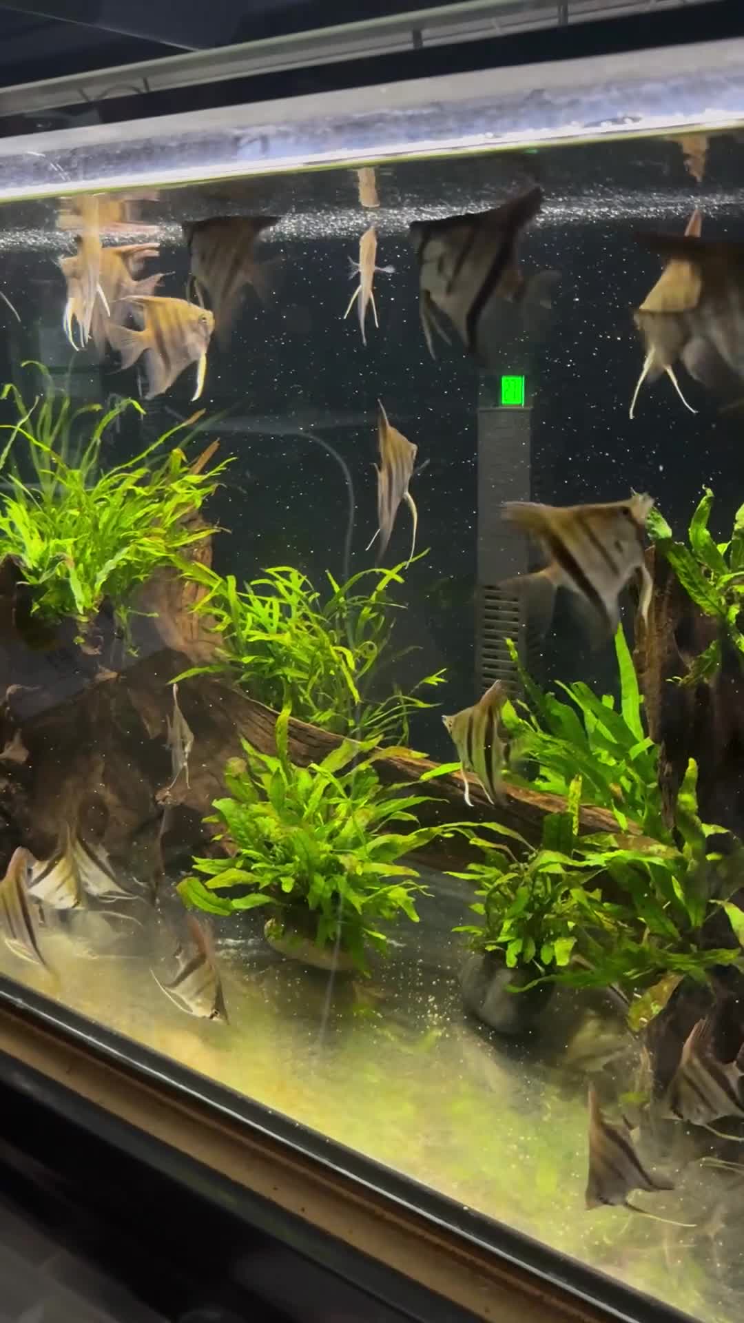 Angelfish fish for sale: Manacapuru super red 6-8cm - Video 1
