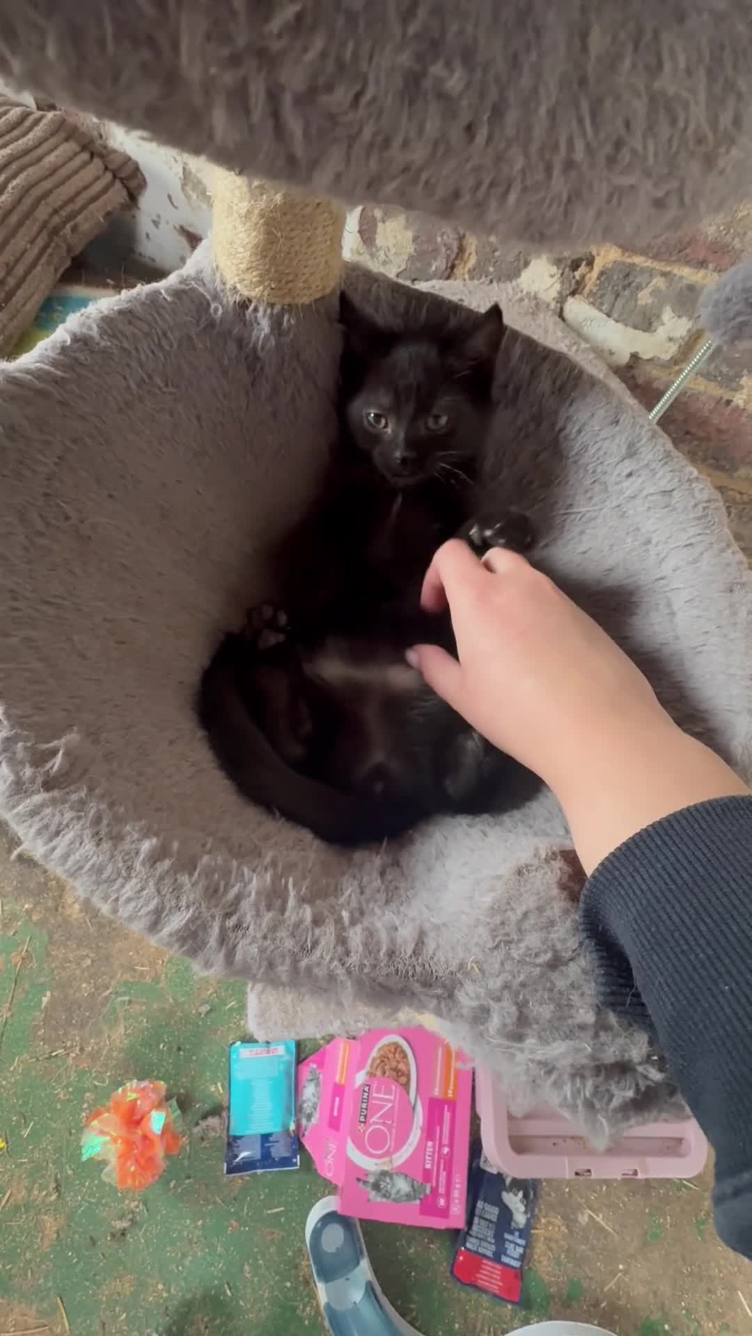 Mixed Breed cats for sale: 7 kittens looking for forever home! - Video 1
