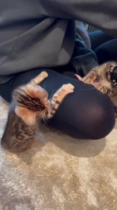 Bengal cats for sale: ❤️ Stunning Pure Bengal Kittens ❤️ - Video 4
