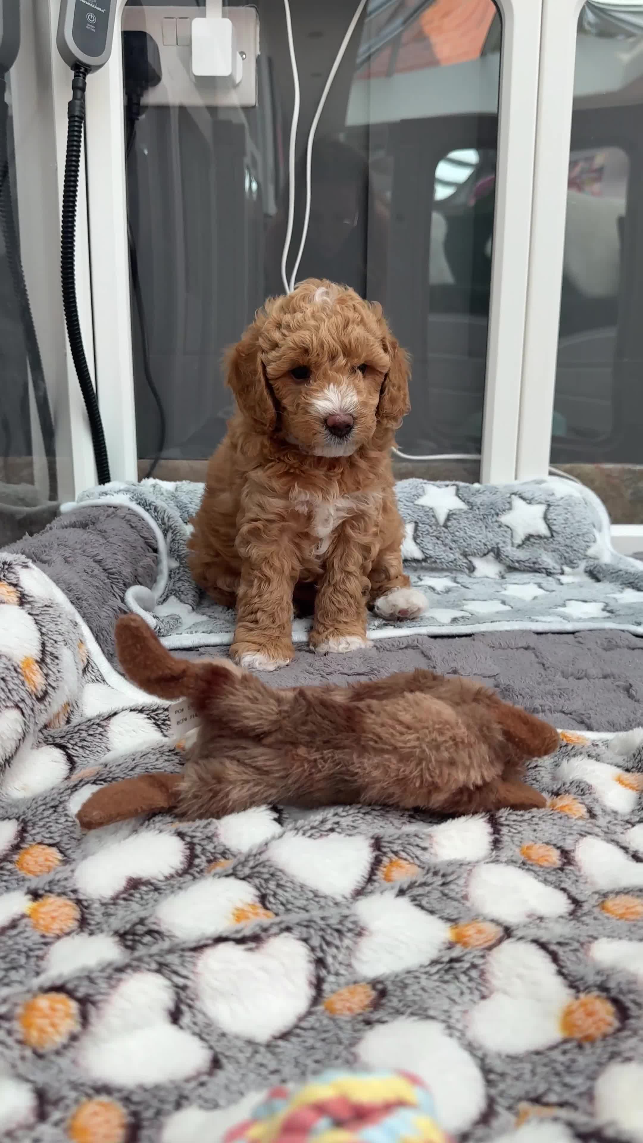 Poochon dogs for sale: 🐾 Adorable Mini Poochon Puppy – Milo 🐾 - Video 1