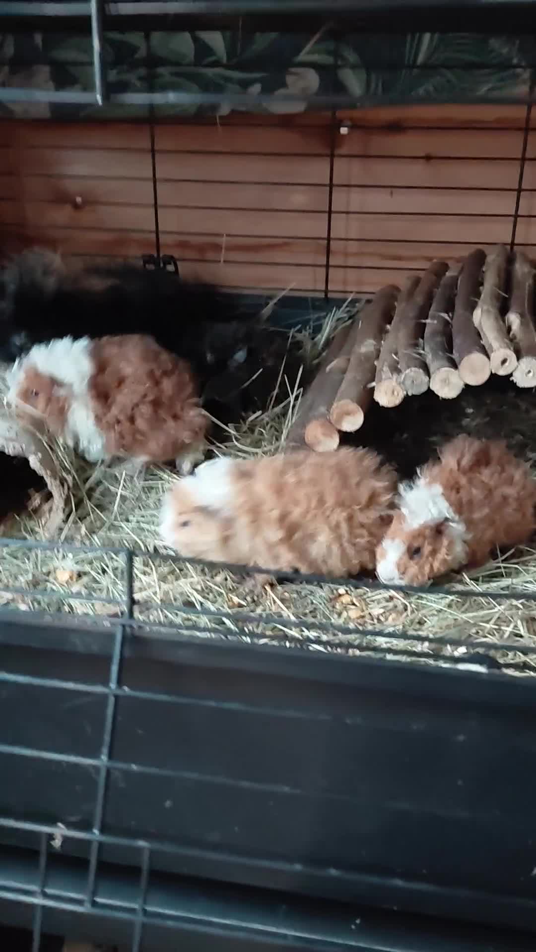 Guinea Pig rodents for sale: Assorted Pure breed guinea pigs - Video 1