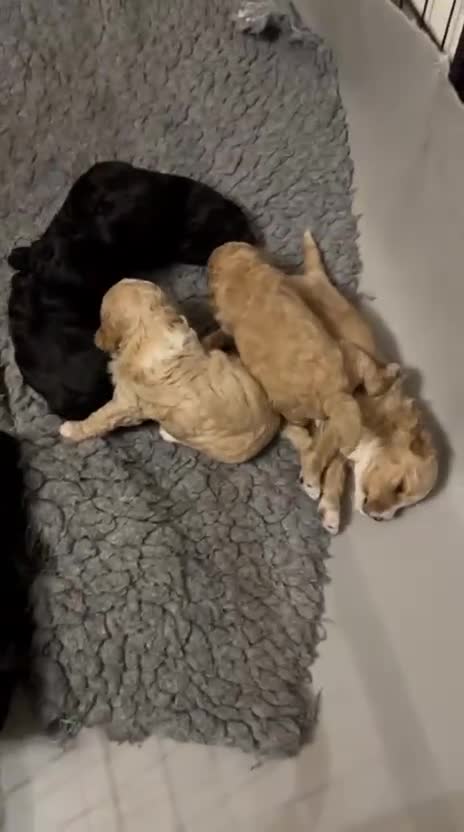 Cockapoo dogs for sale: Cockapoo puppies 3 girls 3 boys  - Video 1