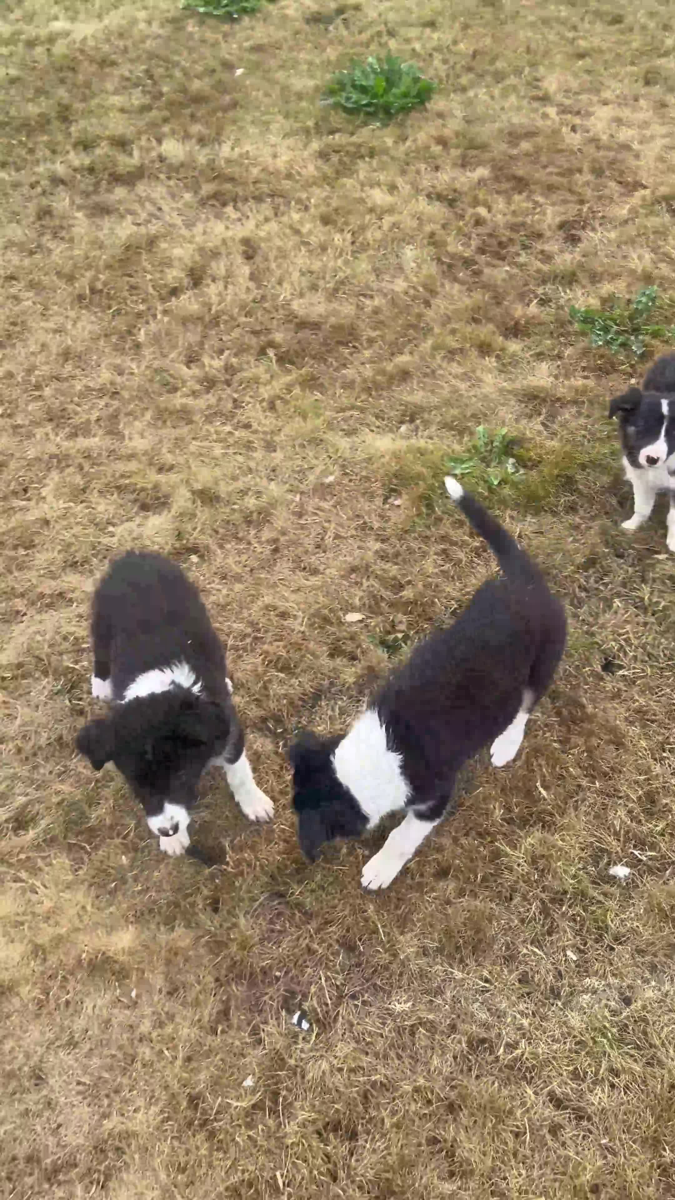 Mixed Breed dogs for sale: 🐾 Six Beautiful Welsh Border Collies 🐾 - Video 1