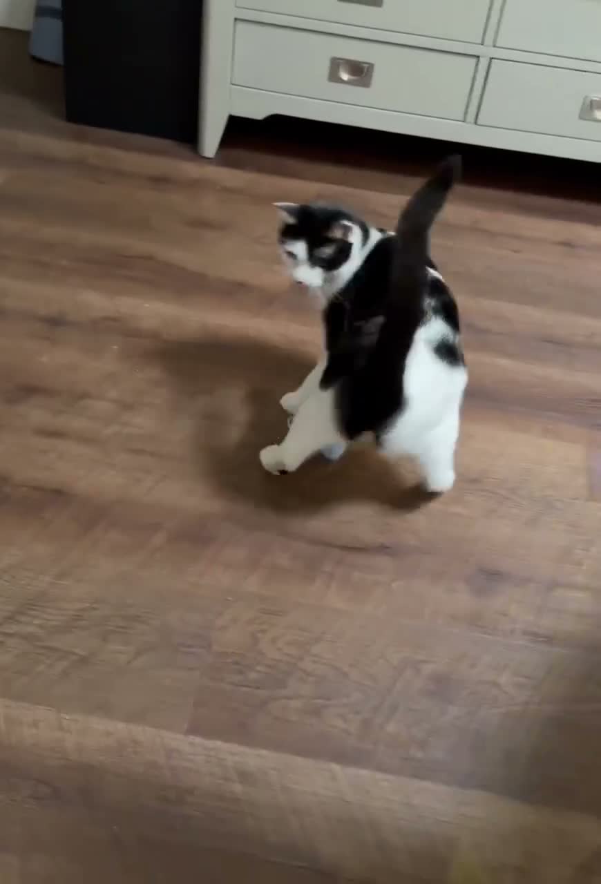 Domestic Shorthair cats for sale: Lovely cat Sierra looking for single-pet home - Video 1
