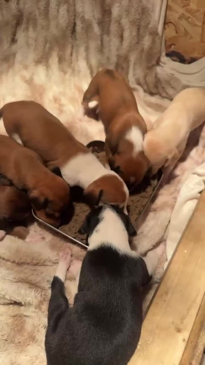 Mixed Breed dogs for sale: Saluki/bull grey hounds - Video 1