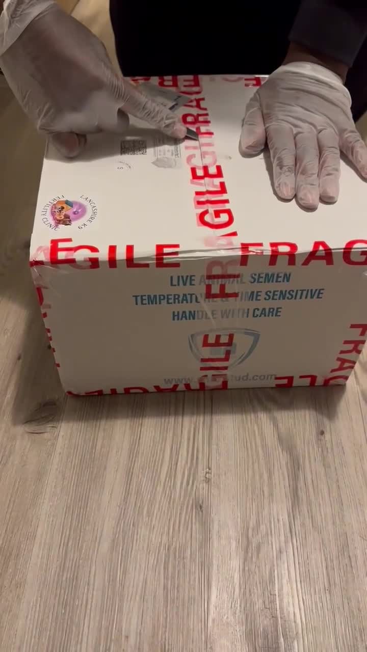 French Bulldog dogs for stud: Smallest proven micro stud in the uk - Video 1