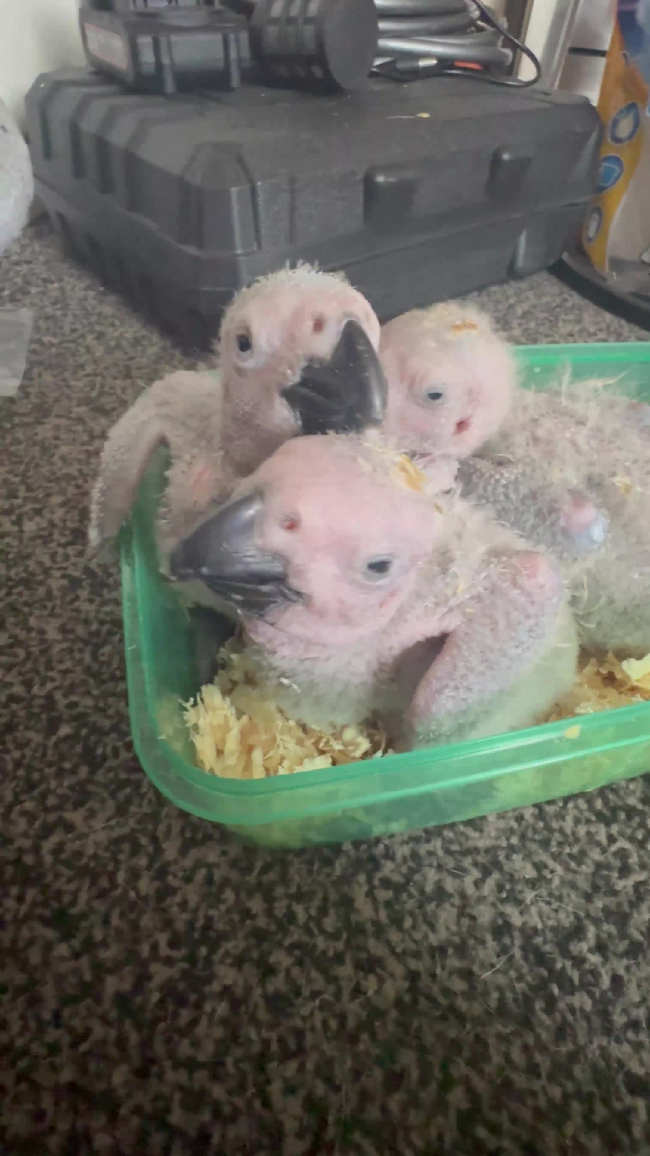 Parrots birds for sale: Baby hand reared African Greys  in Ellesmere Port - Video 2