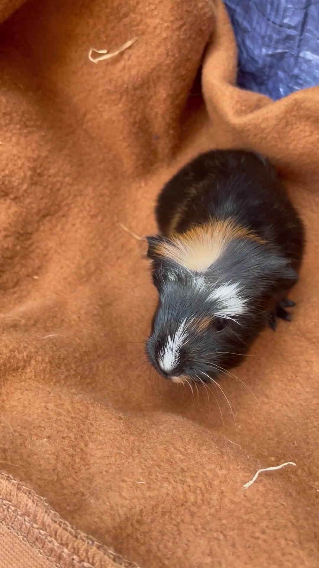 Guinea Pig rodents for sale: Beautiful Baby guinea pigs  - Video 1