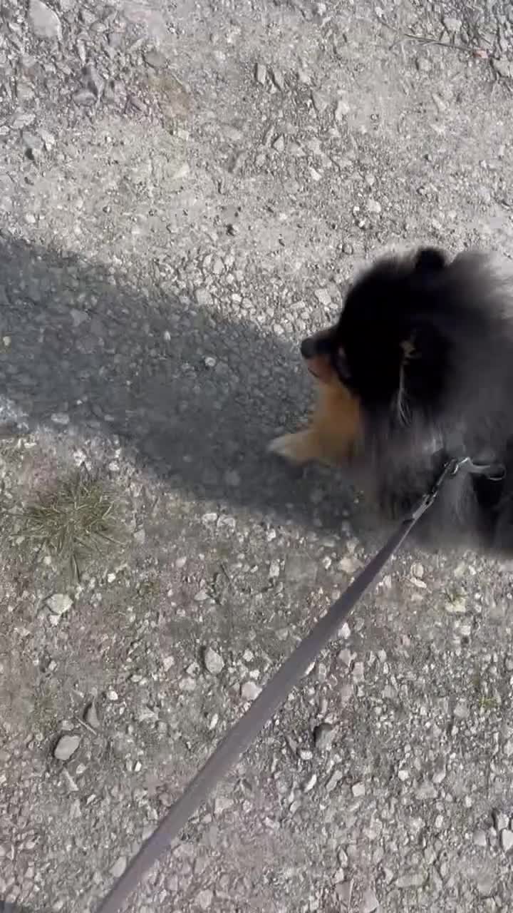 Pomeranian dogs for sale: Pomeranian Male - Video 1
