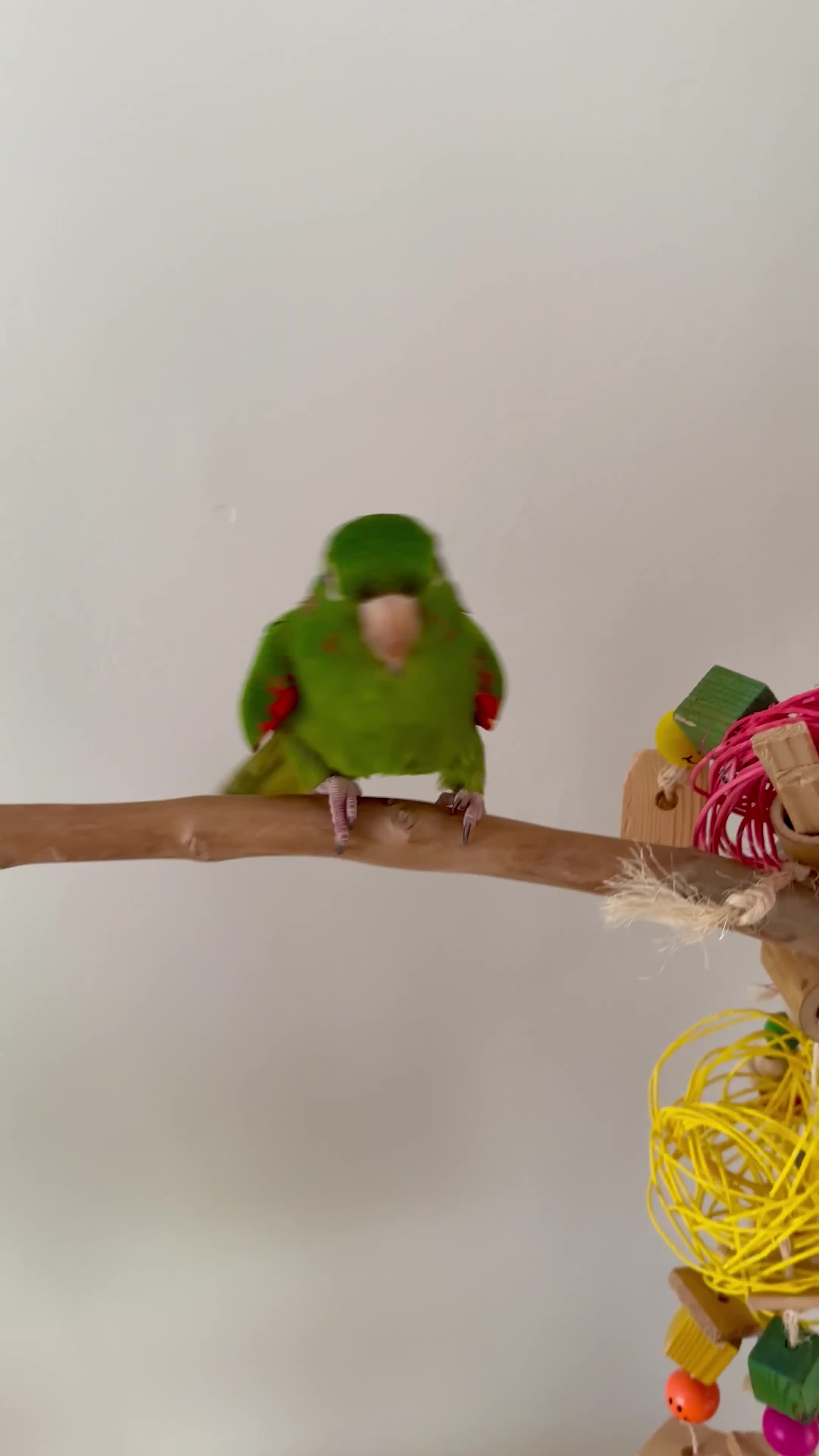 Conures birds for sale: White Eyed Conure in Treharris - Video 4