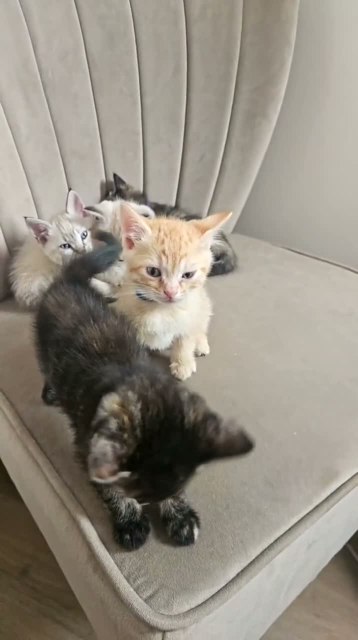 Mixed Breed cats for sale: Bengal cross kittens for sale in Aylesbury - Video 1