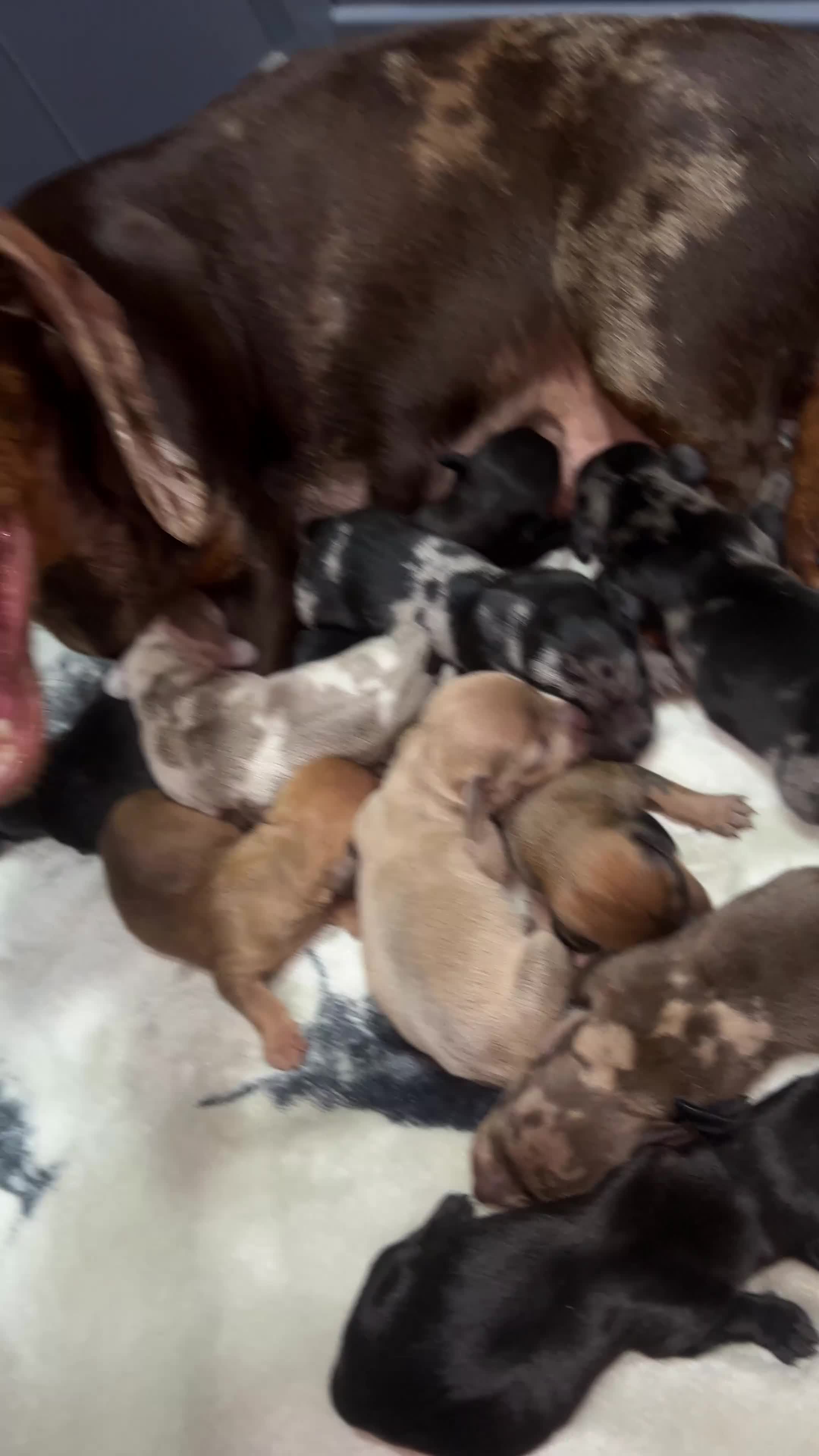 Miniature Dachshund dogs for stud: 💙 STUNNING SOLID BLACK MINIATURE STUD BOY💙 in Leicester - Video 1