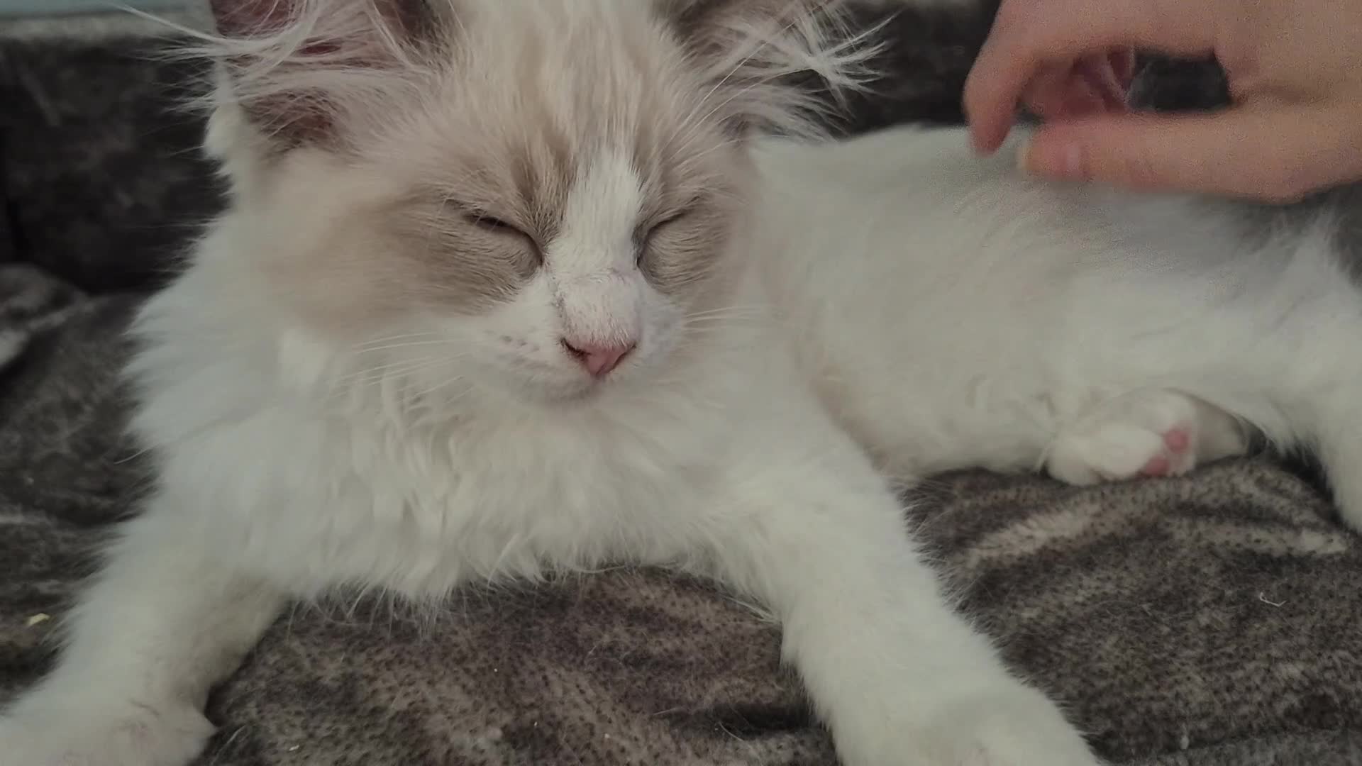 Ragdoll cats for sale: Two cuddly GCCF Ragdoll boys available 🩵 - Video 2