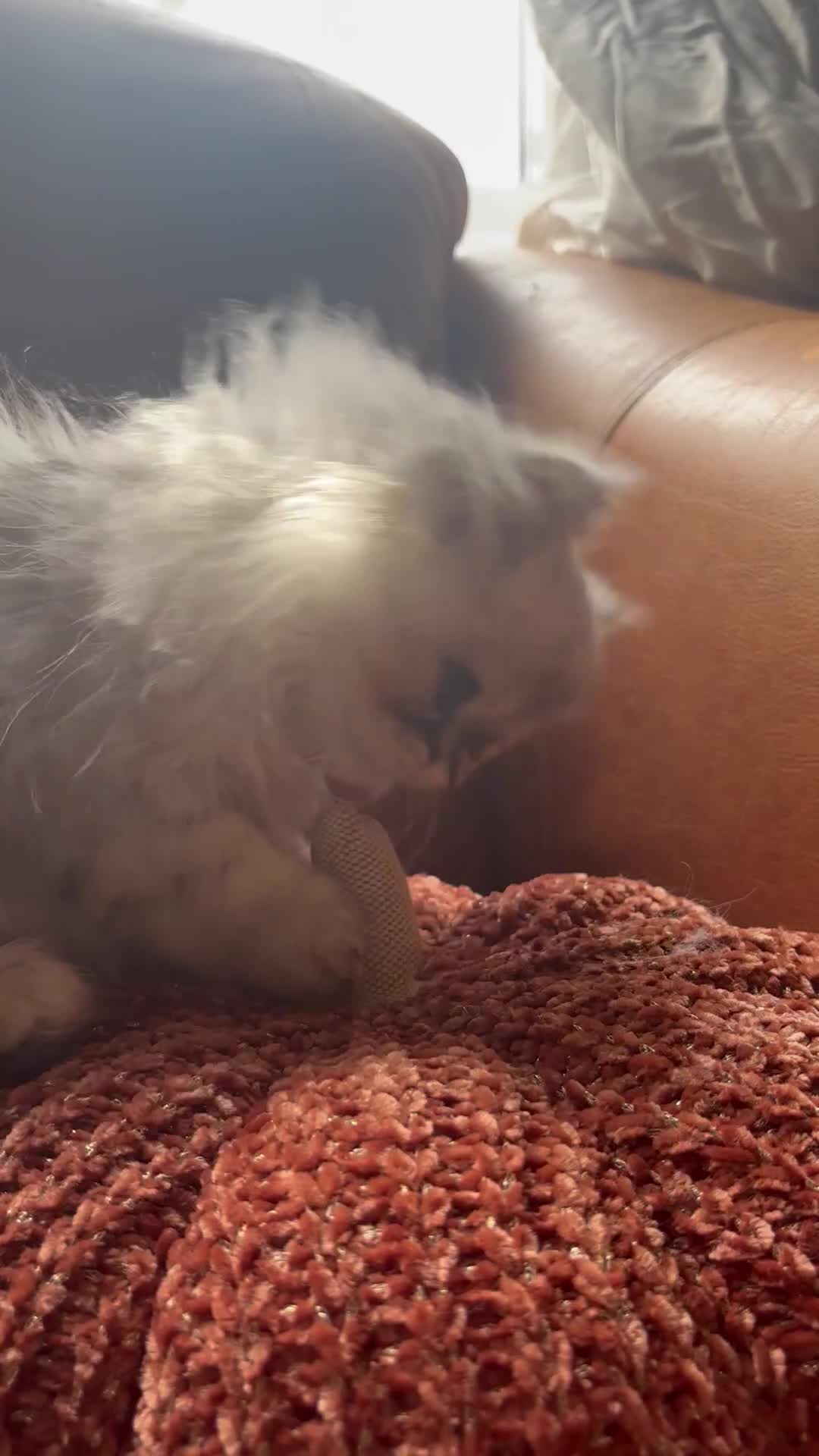 Persian cats for sale: Beautiful Pedigree Persians  - Video 1