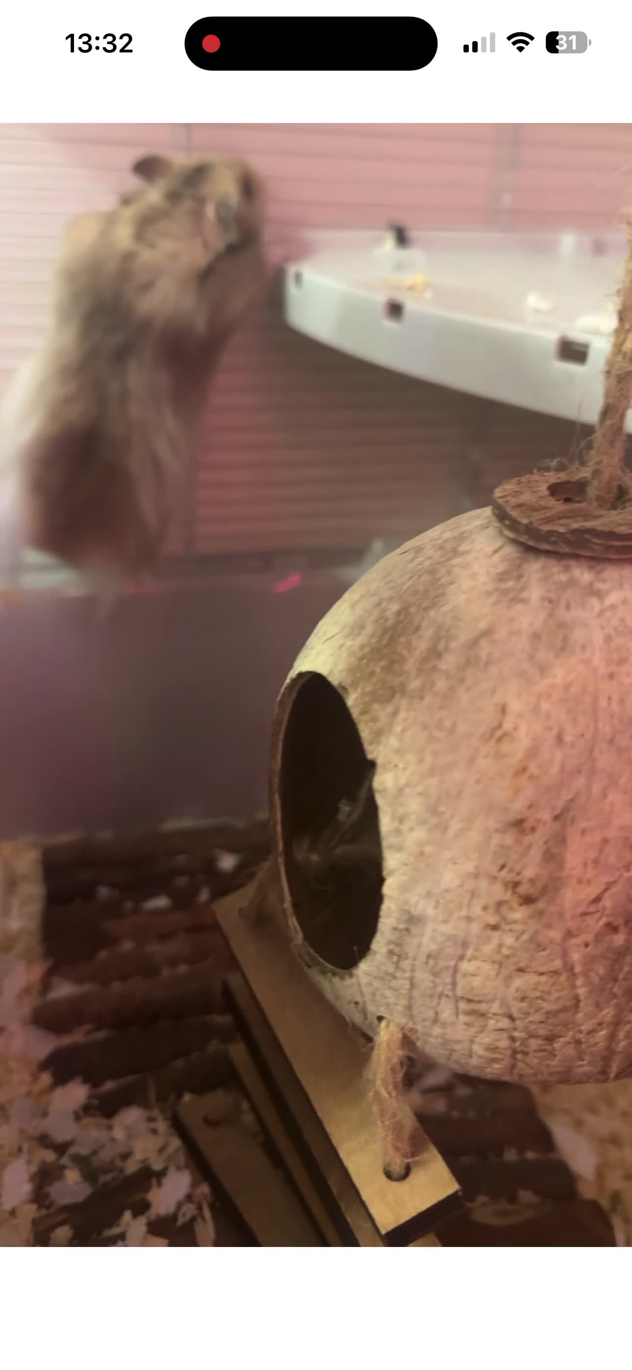 Hamster rodents for sale: Syrian hamster  - Video 2