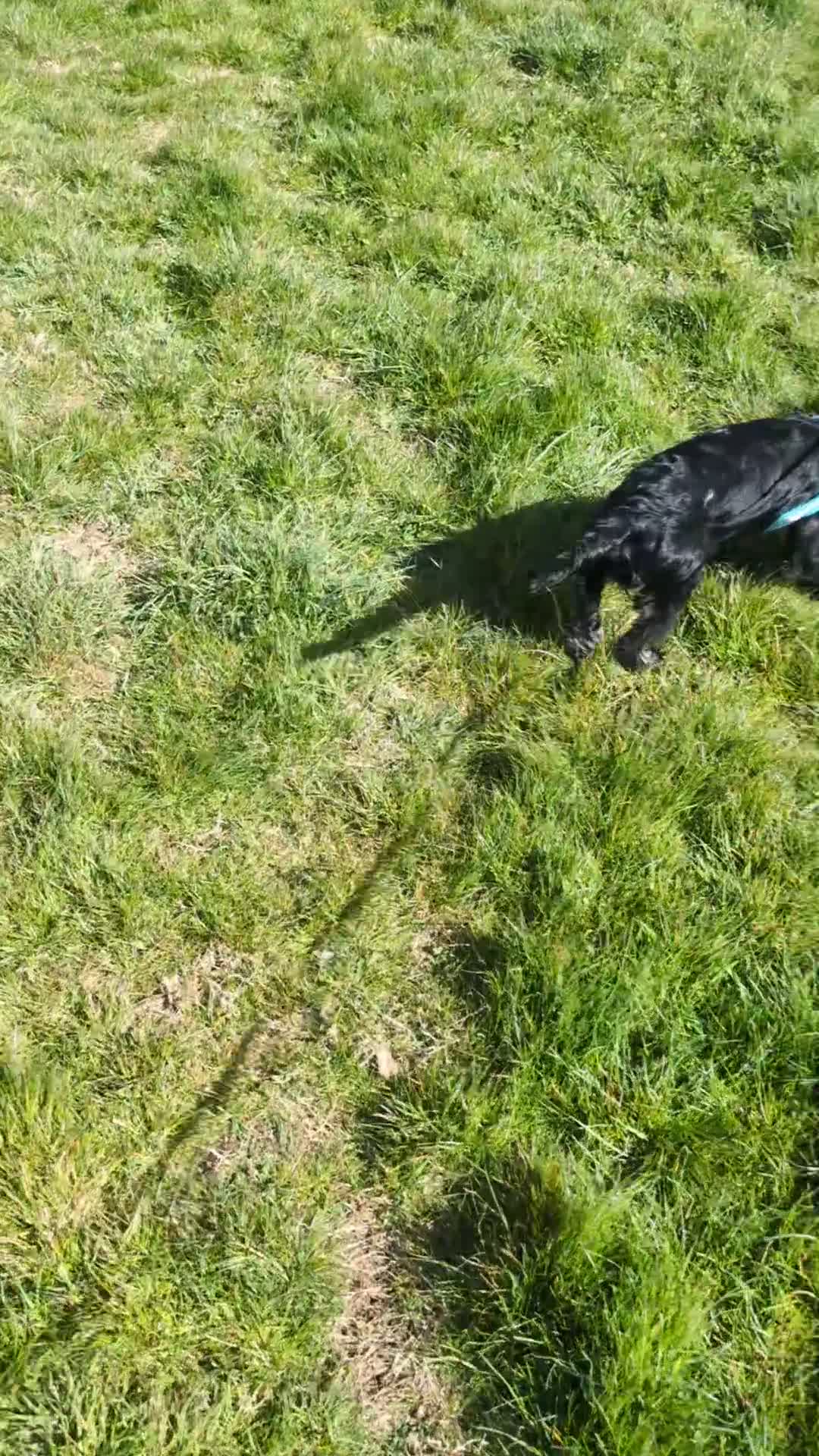 Cocker Spaniel dogs for sale: Shadow the Cocker Spaniel  in Grantham - Video 1