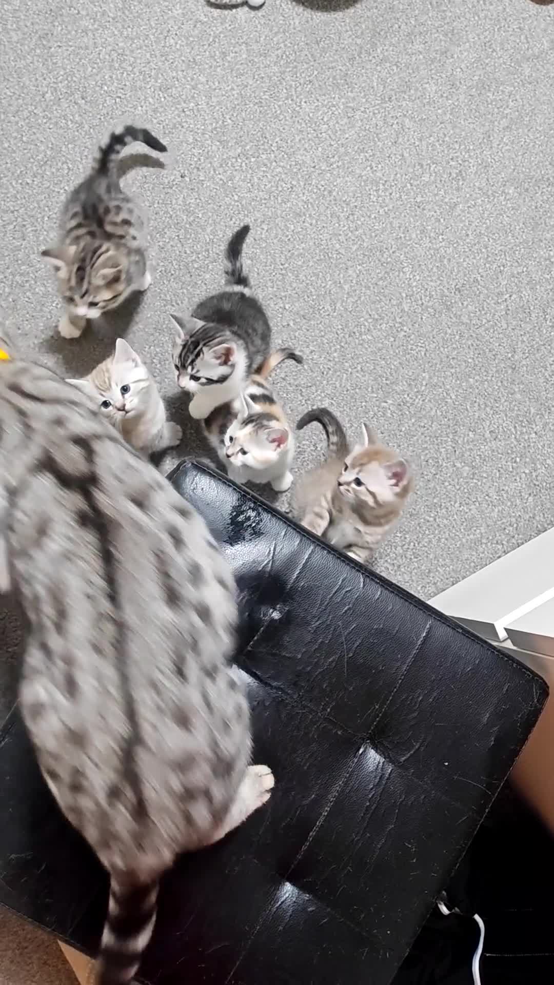 Mixed Breed cats for sale: Beautiful Bengal Mix Kittens - Video 3