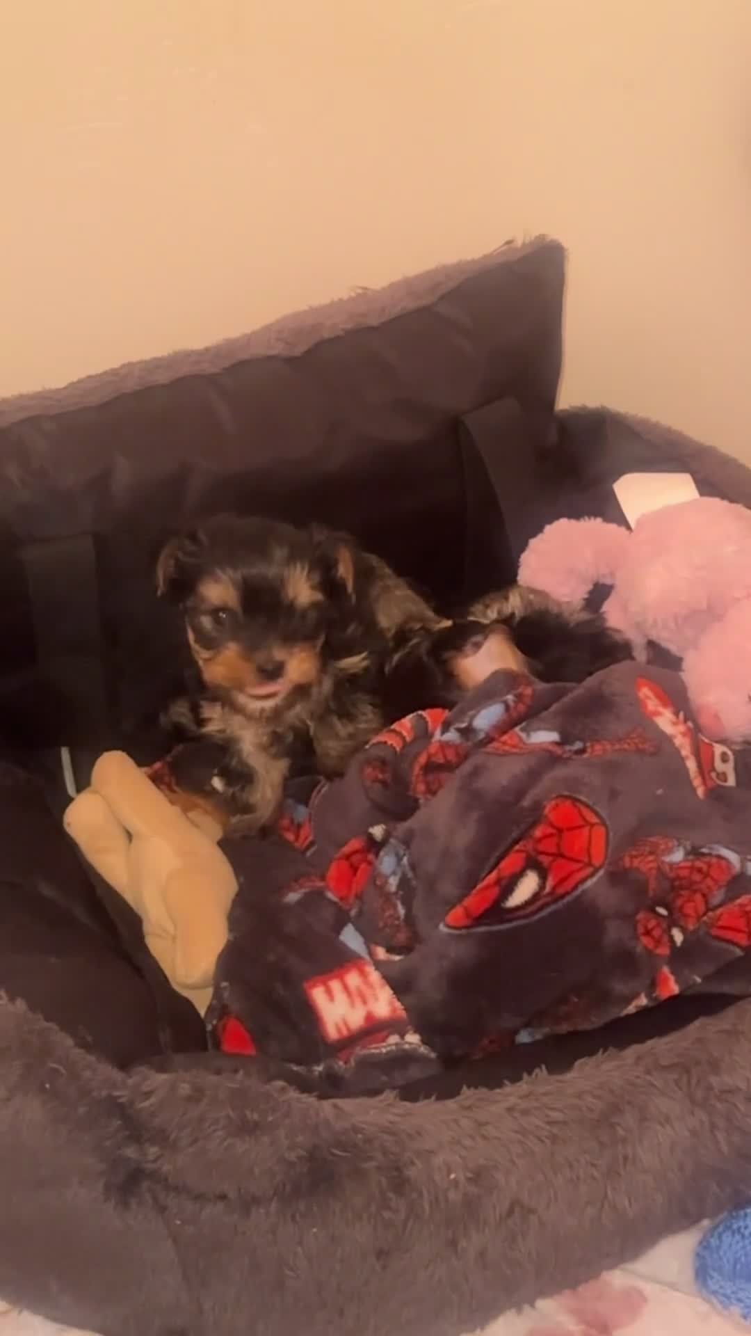 Yorkshire Terrier dogs for sale: Lovely Angels boys in Guildford - Video 1