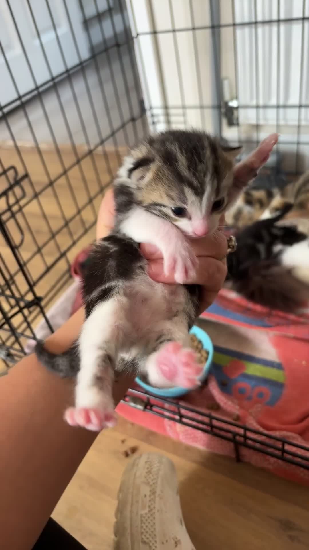 Mixed Breed cats for sale: Kittens for sale  - Video 1