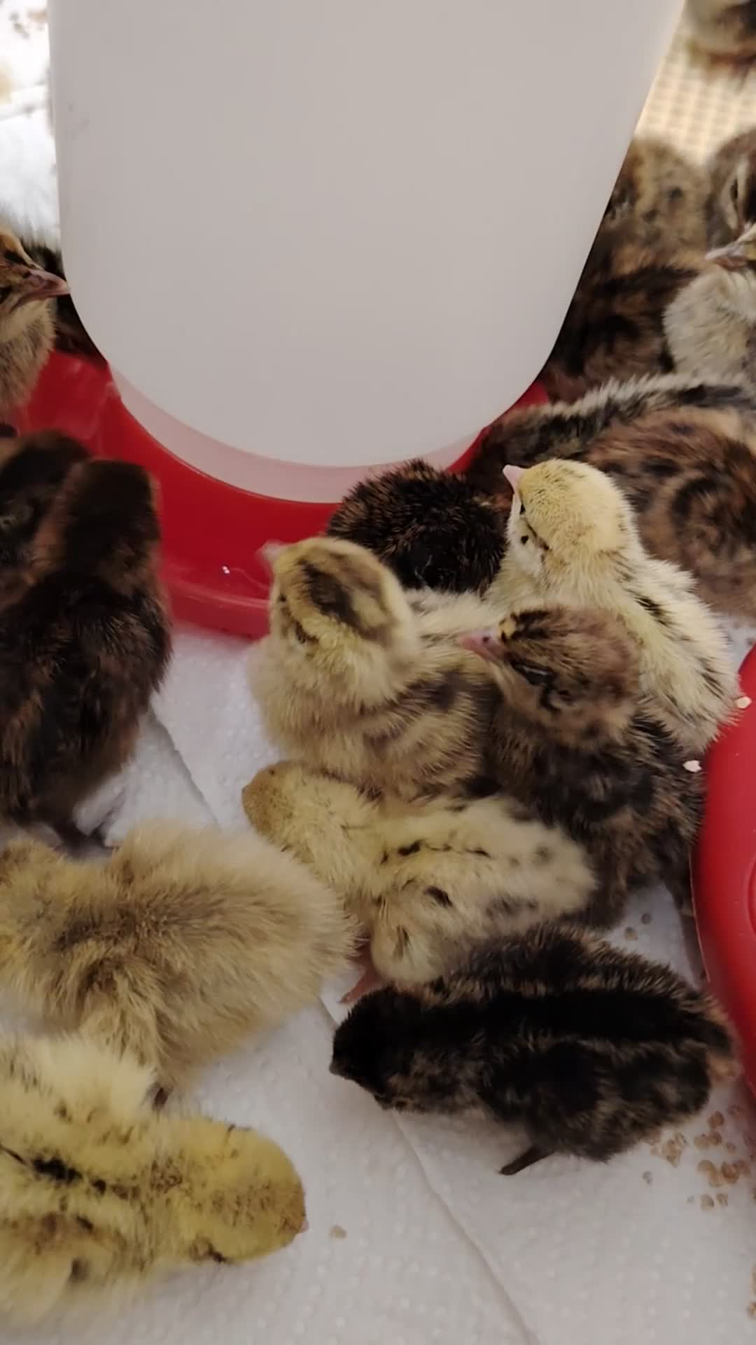Quail poultry for sale: 🐣Quail Chicks-Reservations Available Once Sexed - Video 1