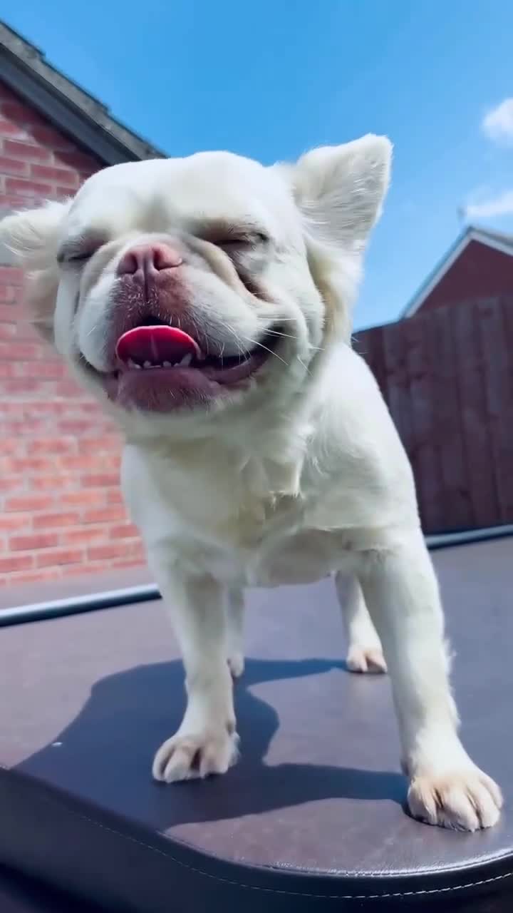 French Bulldog dogs for sale: Visual fluffy frenchie carrying pink, chocolate  - Video 1