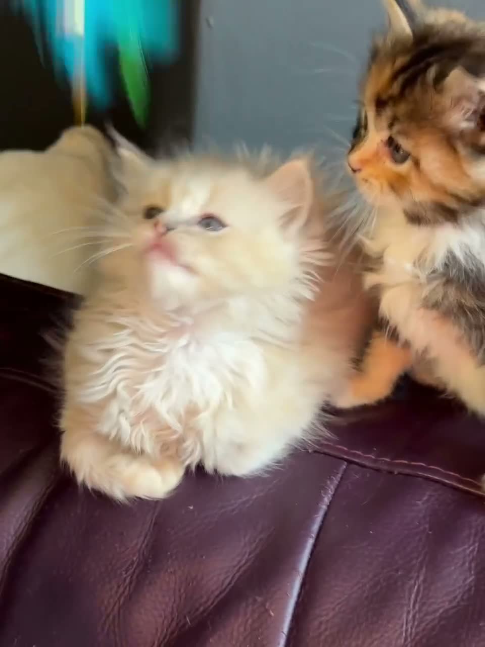 Ragdoll cats for sale: TICA Reg Rare Cherubim Ragdolls - Video 1